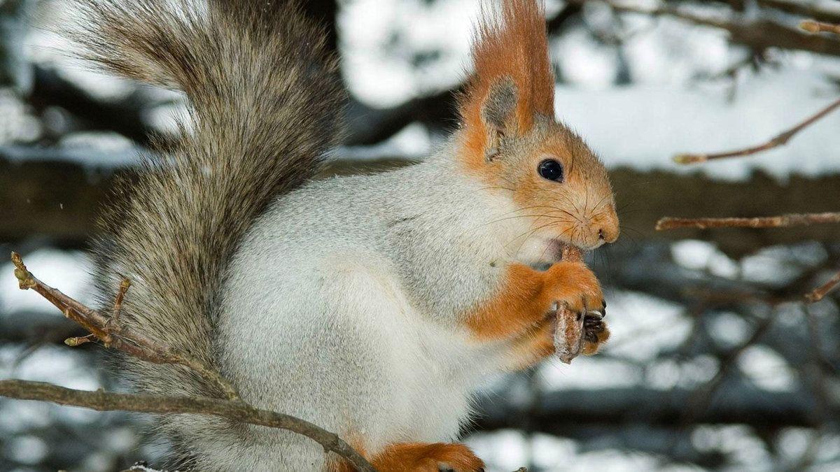 Белка зимой | Squirrel, Cute squirrel, Animals