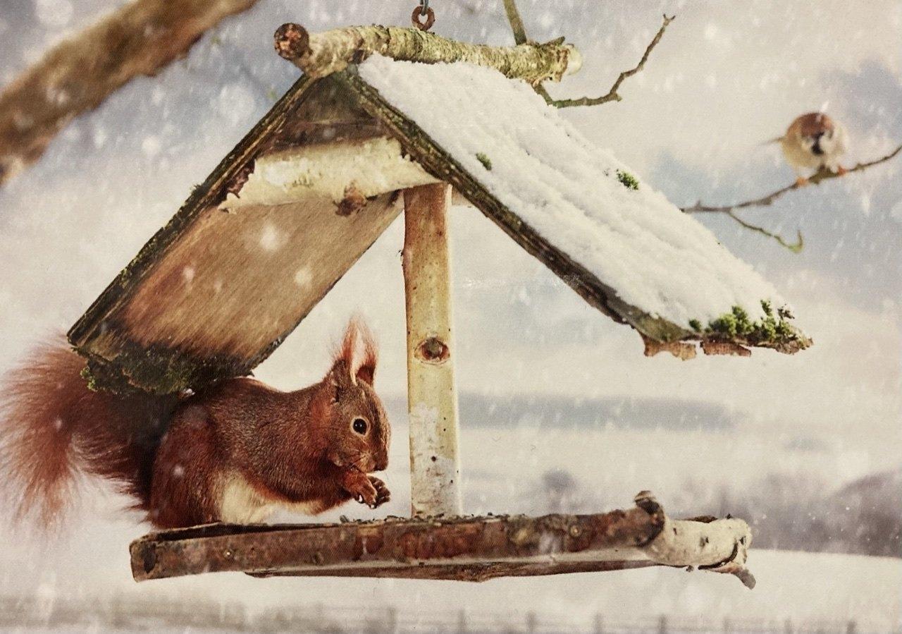 Картинки белка Зима снегу Животные