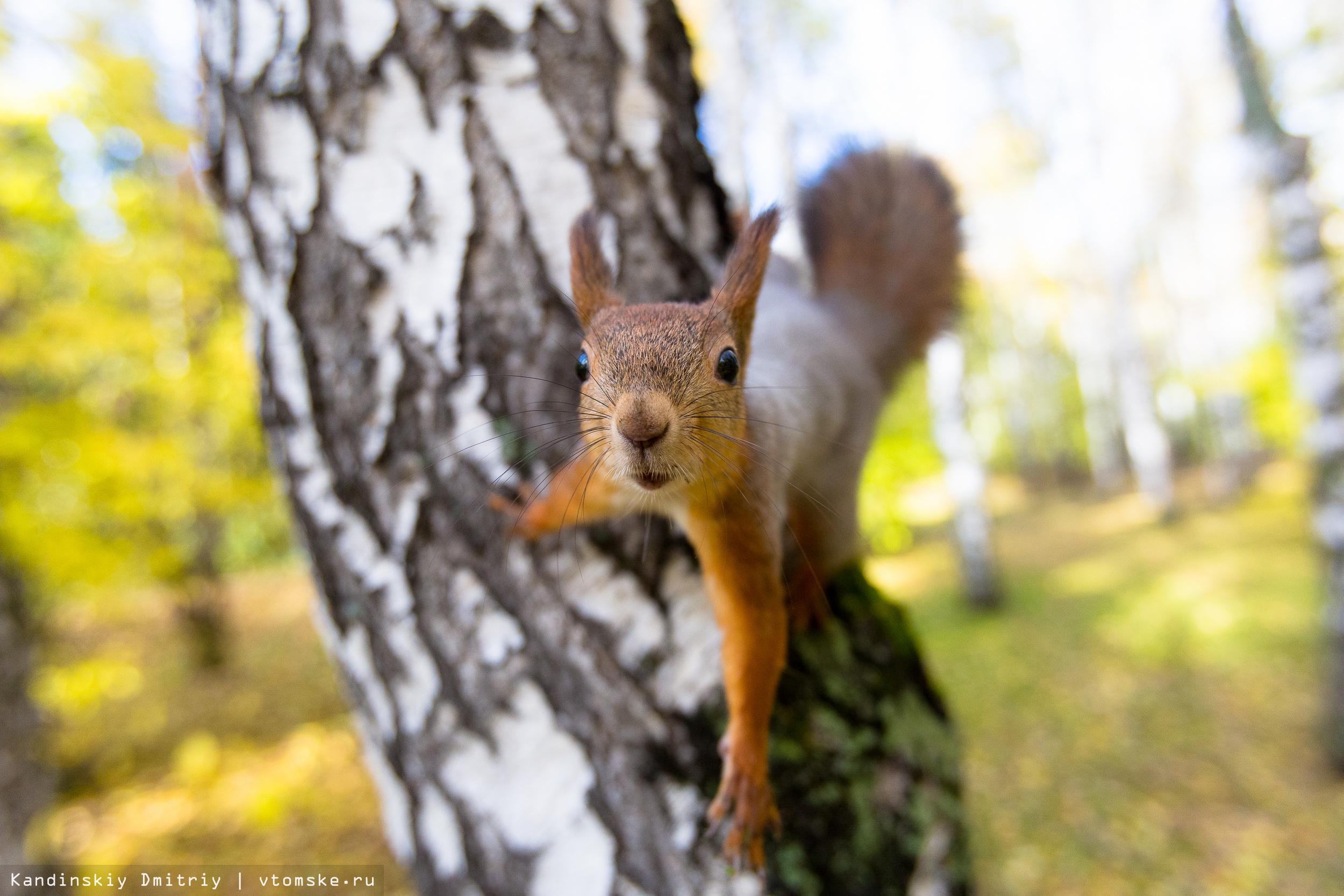 белки в дупле зимой: 8 тыс изображений найдено в Яндекс.Картинках |  Squirrel, Pet birds, Animals