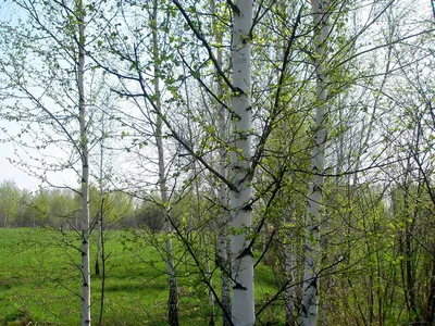Береза весной стоковое фото. изображение насчитывающей природа - 70196058