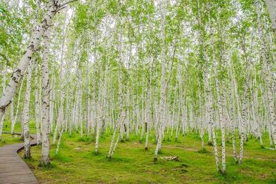 лес, Березы в парке, голые деревья, ранняя весна, пейзщаж Stock Photo |  Adobe Stock