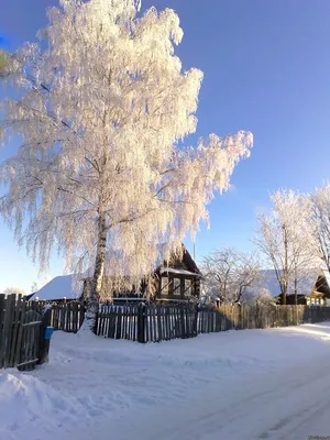 Дерево береза зимой - красивые фото