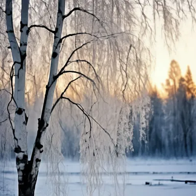 Ветви дерева березы зимой в инее на фоне синего неба. Stock Photo | Adobe  Stock
