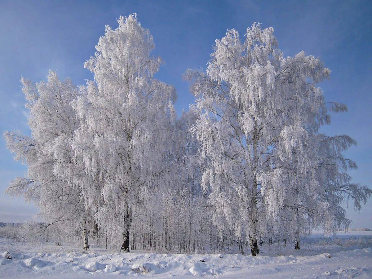 Березы зимой. | Winter trees, Birch tree wallpaper, Forest photos