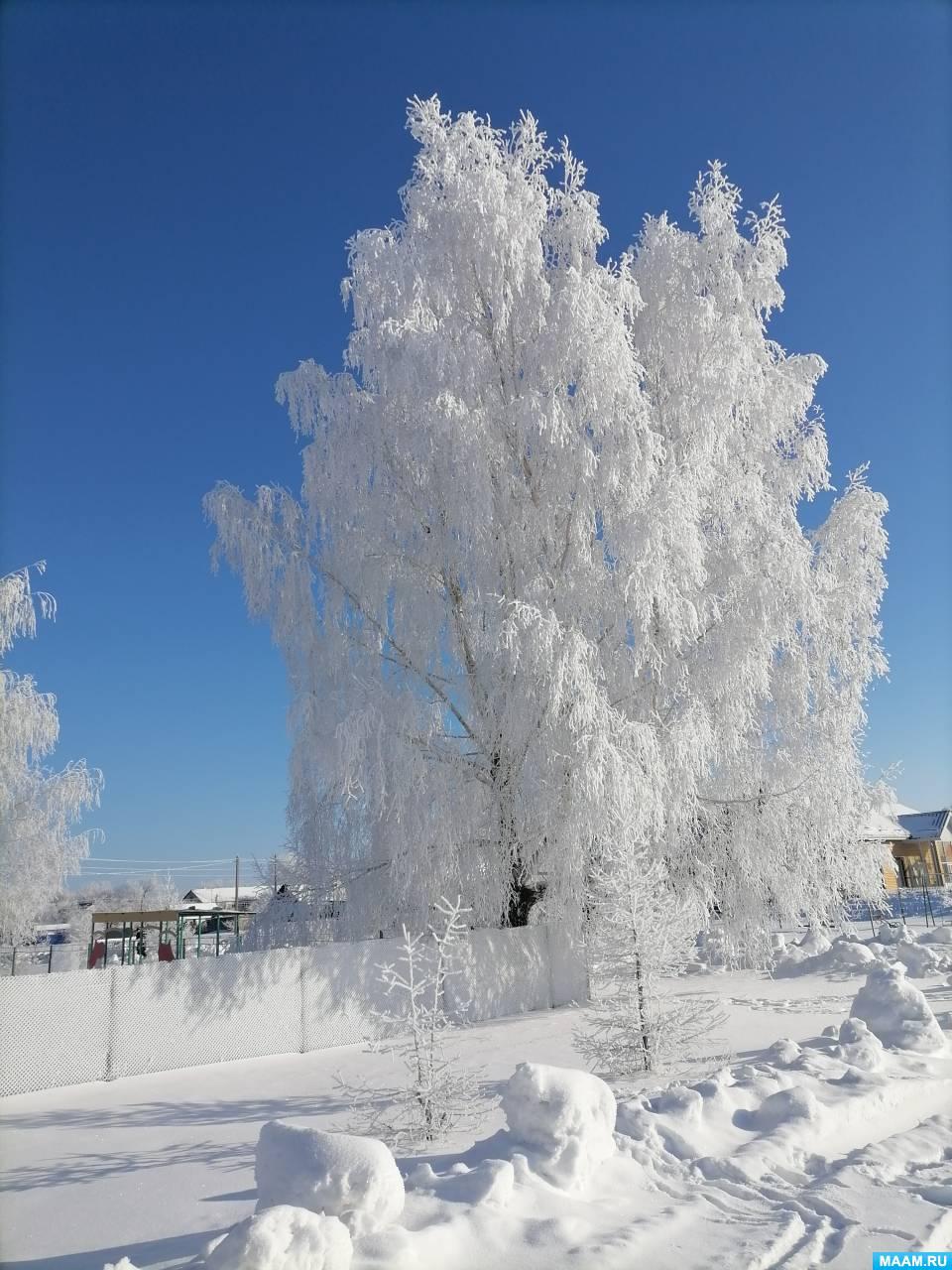 Береза зимой в деревне (74 фото) - 74 фото