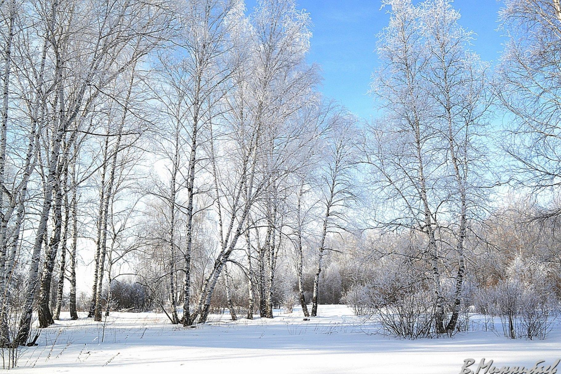 березы зимой в солнечный день/birch trees in winter on a sunny day | Тени,  Лес, Портрет