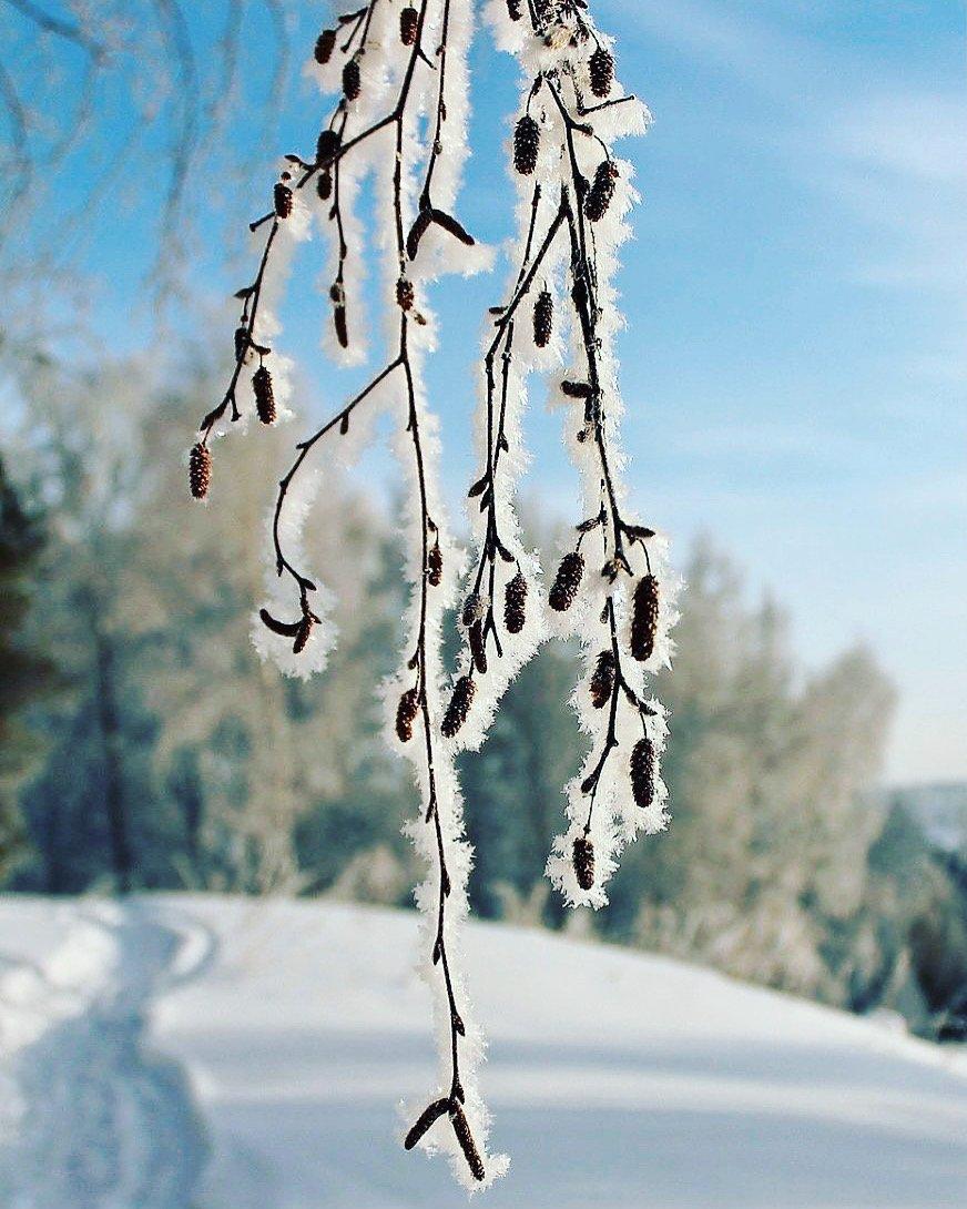Серебряная береза зимой покрыта снегом стоковое фото ©gorvik 7466757