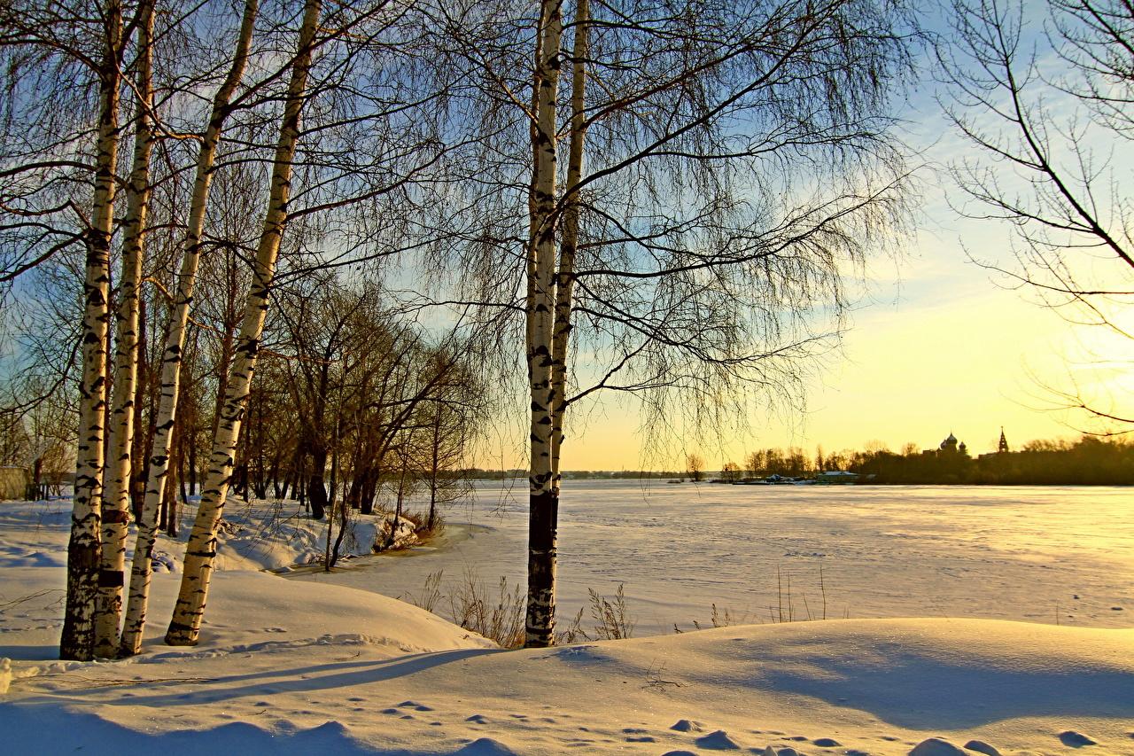 Русские берёзы зимой — Фото №232696