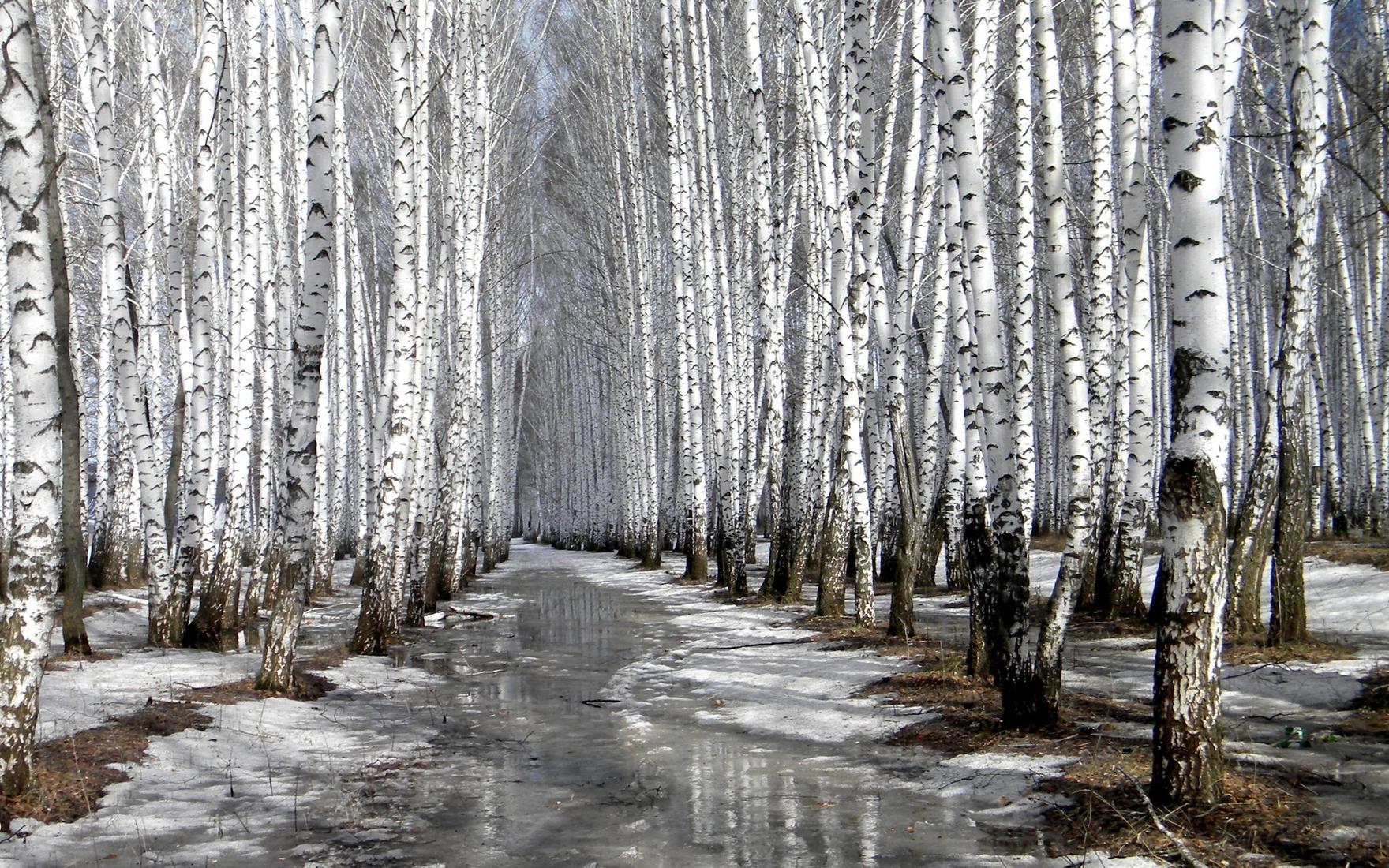 Фото Зима Березы Природа снегу ветка дерево сезон года