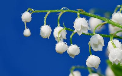 Бесплатное изображение: время весны, филиалы, Белый цветок, солнечный,  природа, весна, завод, ветка, цветок, цвести