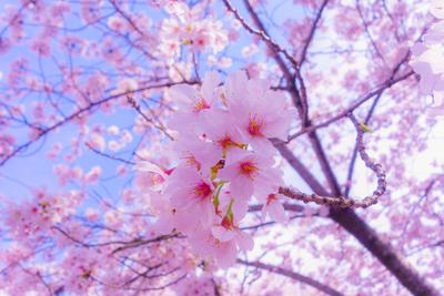 Картинки по запросу обои для рабочего стола весенние цветы скачать бесплатно  | Весна, Весенние цветы, Посадка