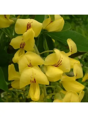 Laburnum anagyroides - Бобовник анагиролистный, \"Золотой дождь\" - купить  семена на Tropics Seeds.