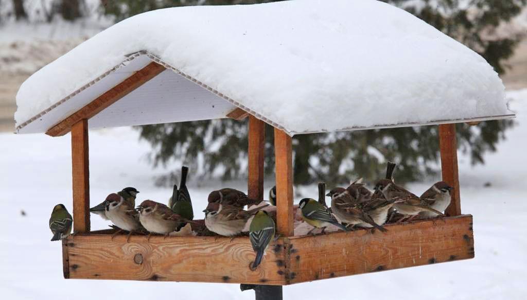 Чем кормить птиц зимой?