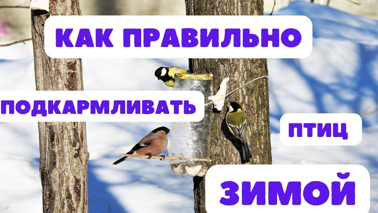 Как кормить птиц зимой:... - Приокско-Террасный заповедник | Facebook
