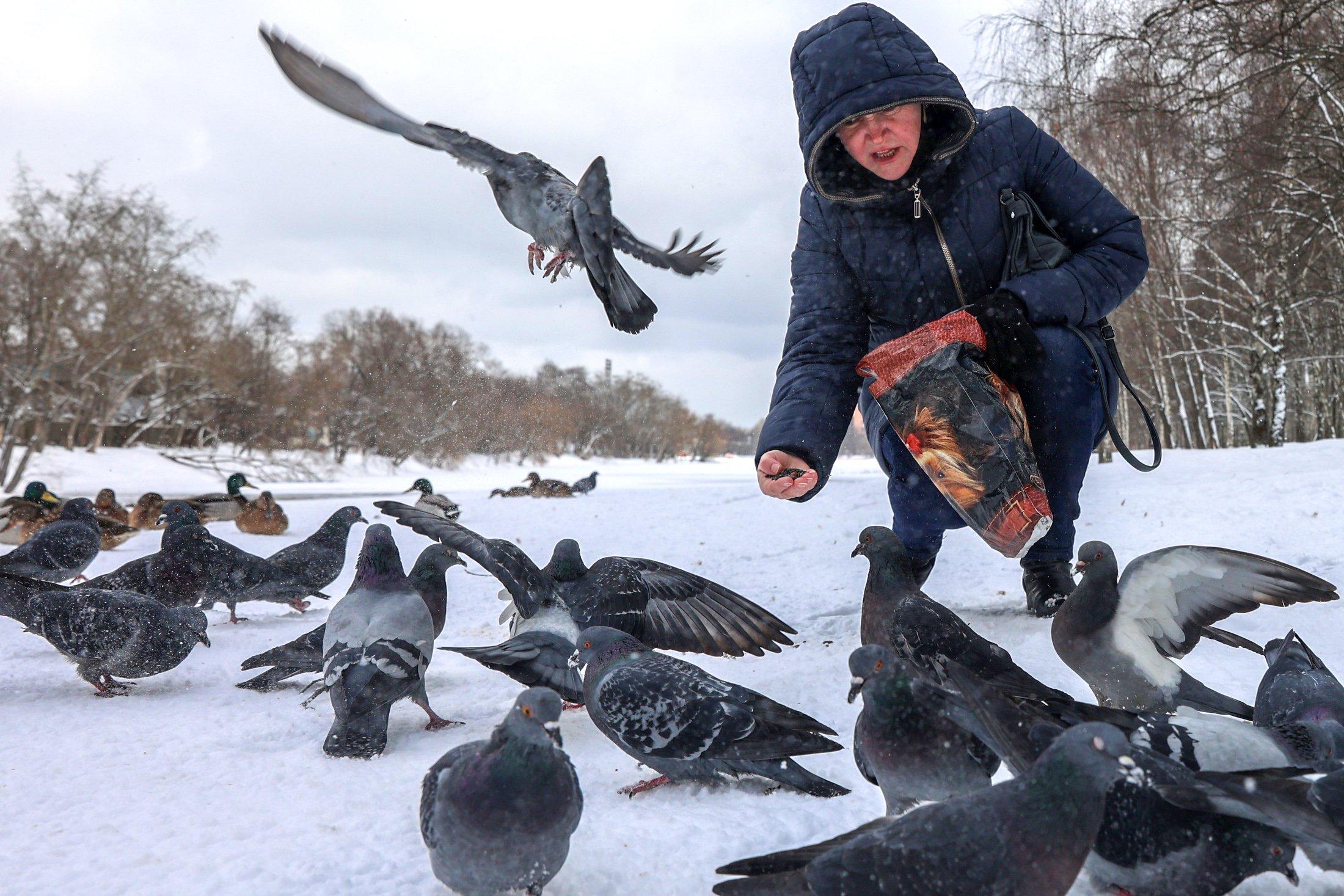 Птицы и белки в зимних парках: как и чем кормить / Новости города / Сайт  Москвы