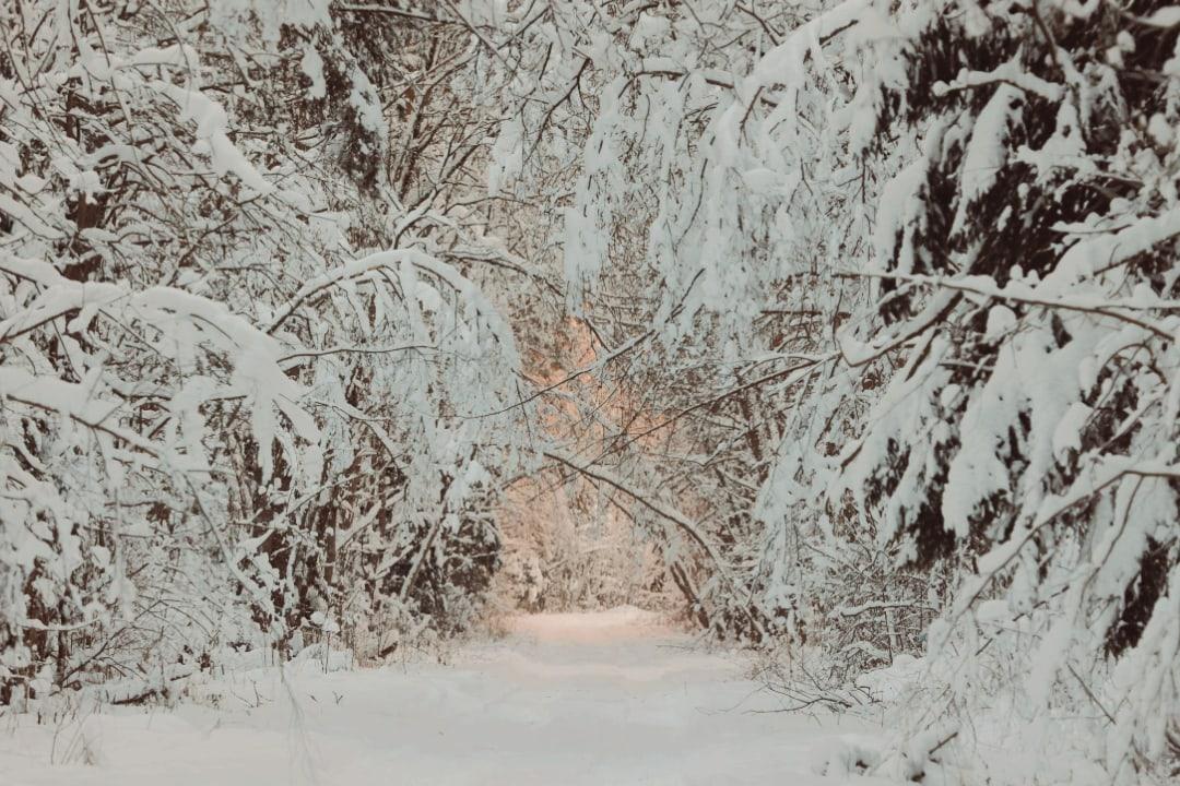 ЗИМА #Чудо #холод #снег #снег на деревьях | Дерево, Снег, Зима