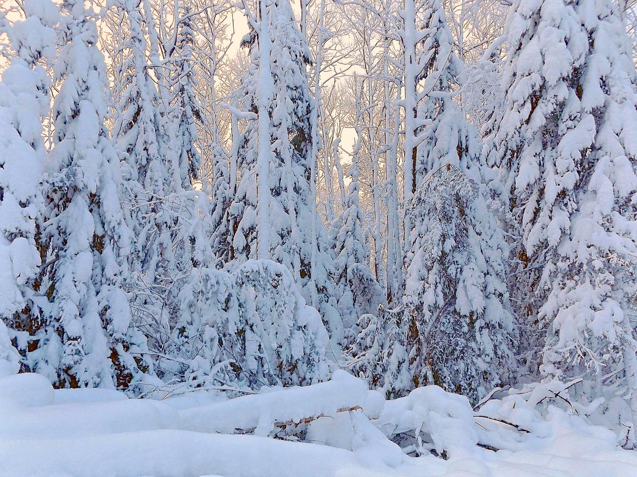 Чудесная зима ❄ | Психология души ✨ Amino