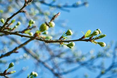 Фотообои Весенние деревья купить на Стену — Цены и 3D Фото интерьеров в  Каталоге интернет магазина allstick.ru