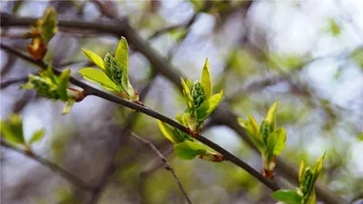 Обрезка плодовых деревьев: Когда и как правильно обрезать деревья весной  своими руками на даче и в саду | Houzz Россия