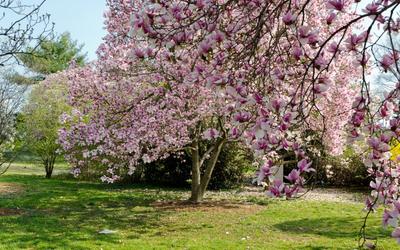 Обои на рабочий стол: Деревья, Цветущие, Двор, Природа, Сад, Розовый, Весна  - скачать картинку на ПК бесплатно № 81102
