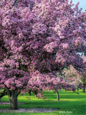 Цветущие весенние деревья! / Маленькие радости