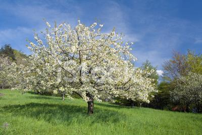 Вишневое Дерево Весной Стоковые Фотографии | FreeImages