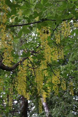 В тверском ботаническом саду цветёт бобовник \"Золотой дождь\" из миров  Толкиена - ТИА