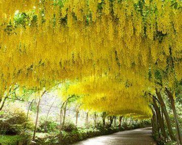 Золотой Дождь Цветок Дерево, Кассии Свищ Летом Фотография, картинки,  изображения и сток-фотография без роялти. Image 47005169