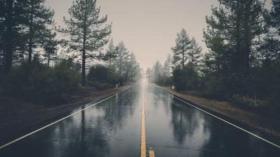 Обои дорога, асфальт, дождь, мокрый, деревья, кусты картинки на рабочий стол,  фото скачать бесплатно