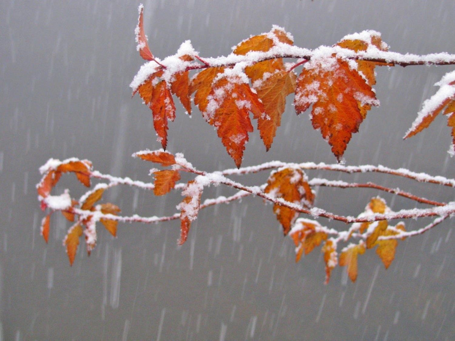 Чем опасен зимний дождь для огорода?: Общество: Облгазета