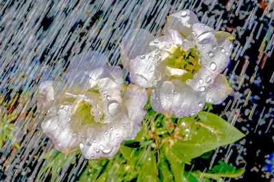 эффект дождя, дождь, эффект дождя, прозрачный материал png | PNGWing