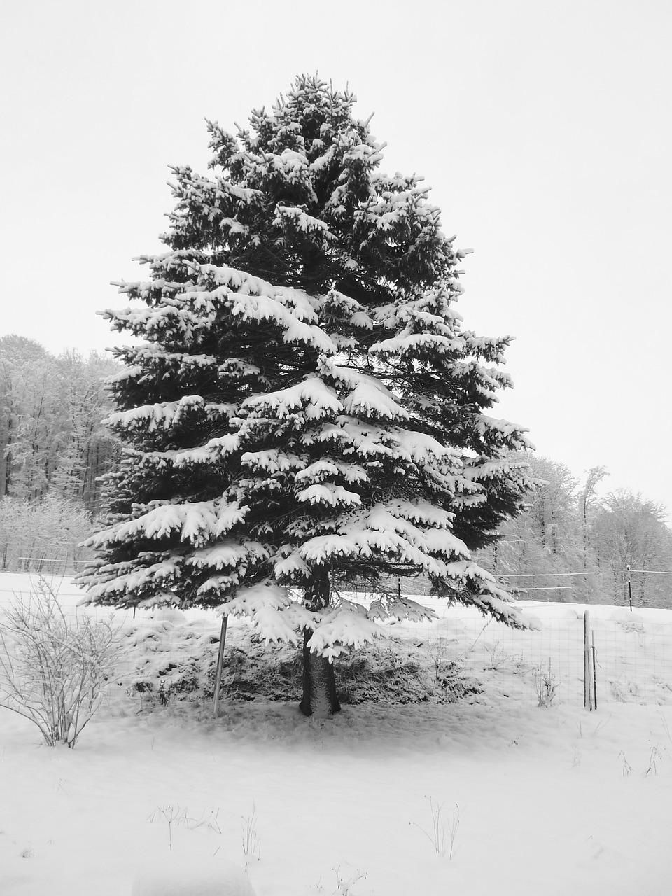 Ели заваленные снегом елки в снегу зимой сугробы снег снежинки холод мороз  эстетика севера ночь небо | Эстетика, Удивительная природа, Ночь