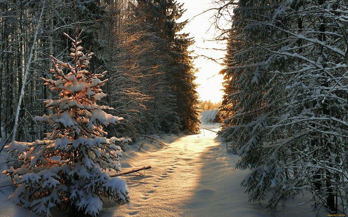 Зима Ель Снег - Бесплатное фото на Pixabay - Pixabay
