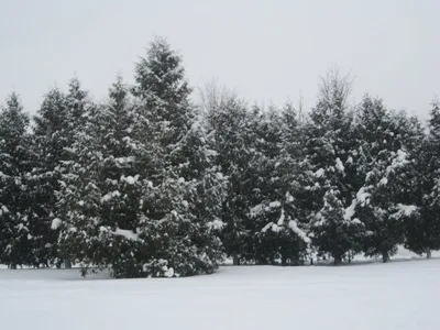 Елка зимой в парке Stock Photo | Adobe Stock