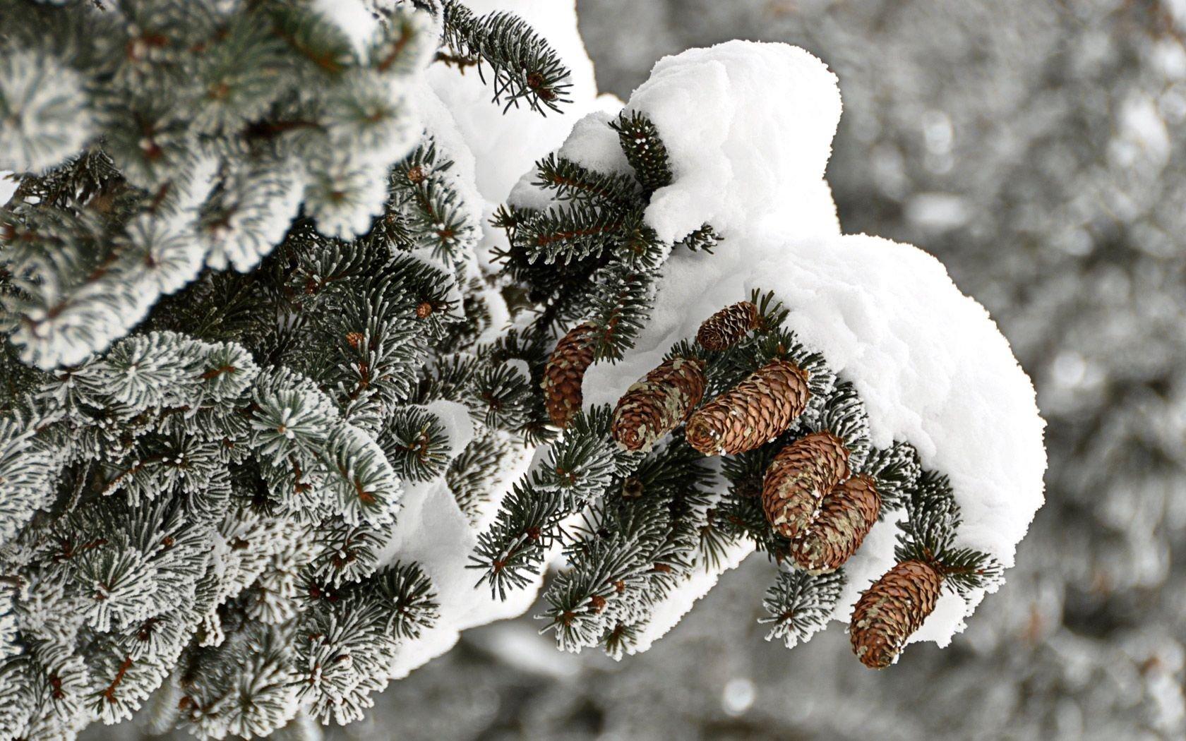 ветка зимой снежной ель с конусом. праздничное настроение Стоковое Фото -  изображение насчитывающей продукция, блеск: 265515178