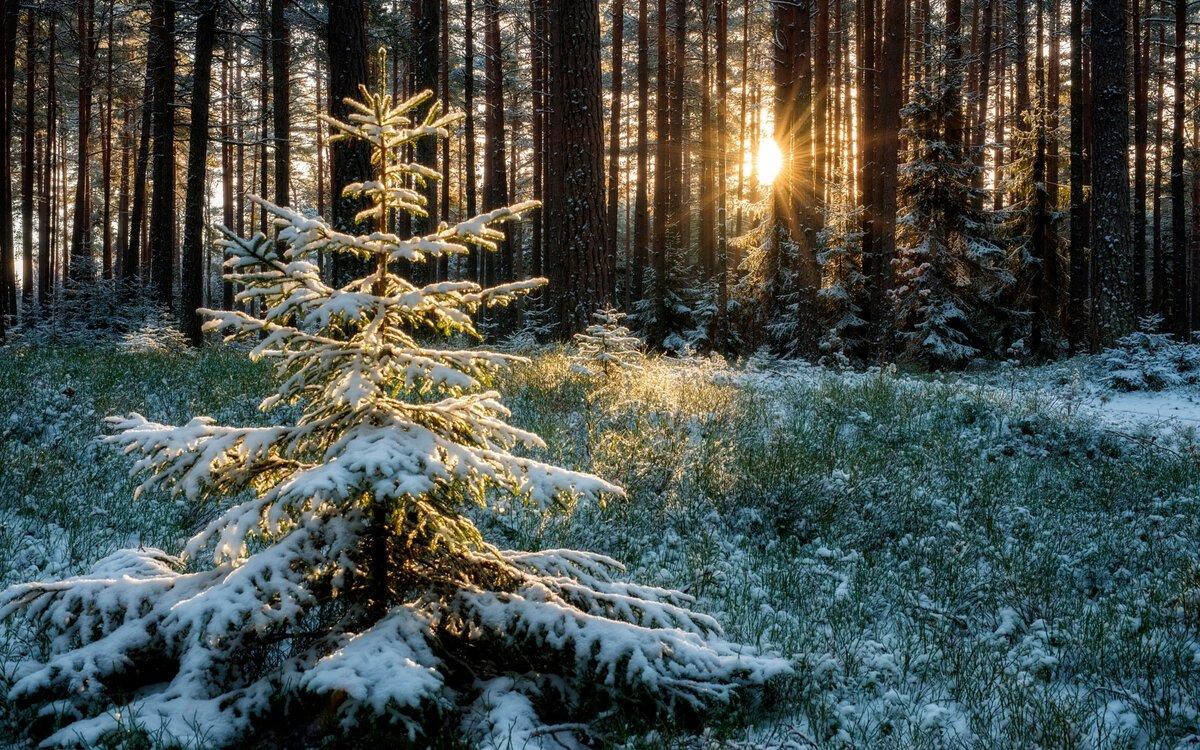 Картинка на рабочий стол природа, елки, фон, ель, trees, деревья, снег, зима,  winter, snow 1280 x 960