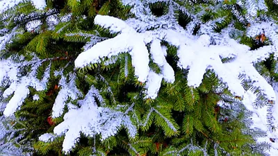 Новогодняя Елка Зима Новый - Бесплатное фото на Pixabay - Pixabay