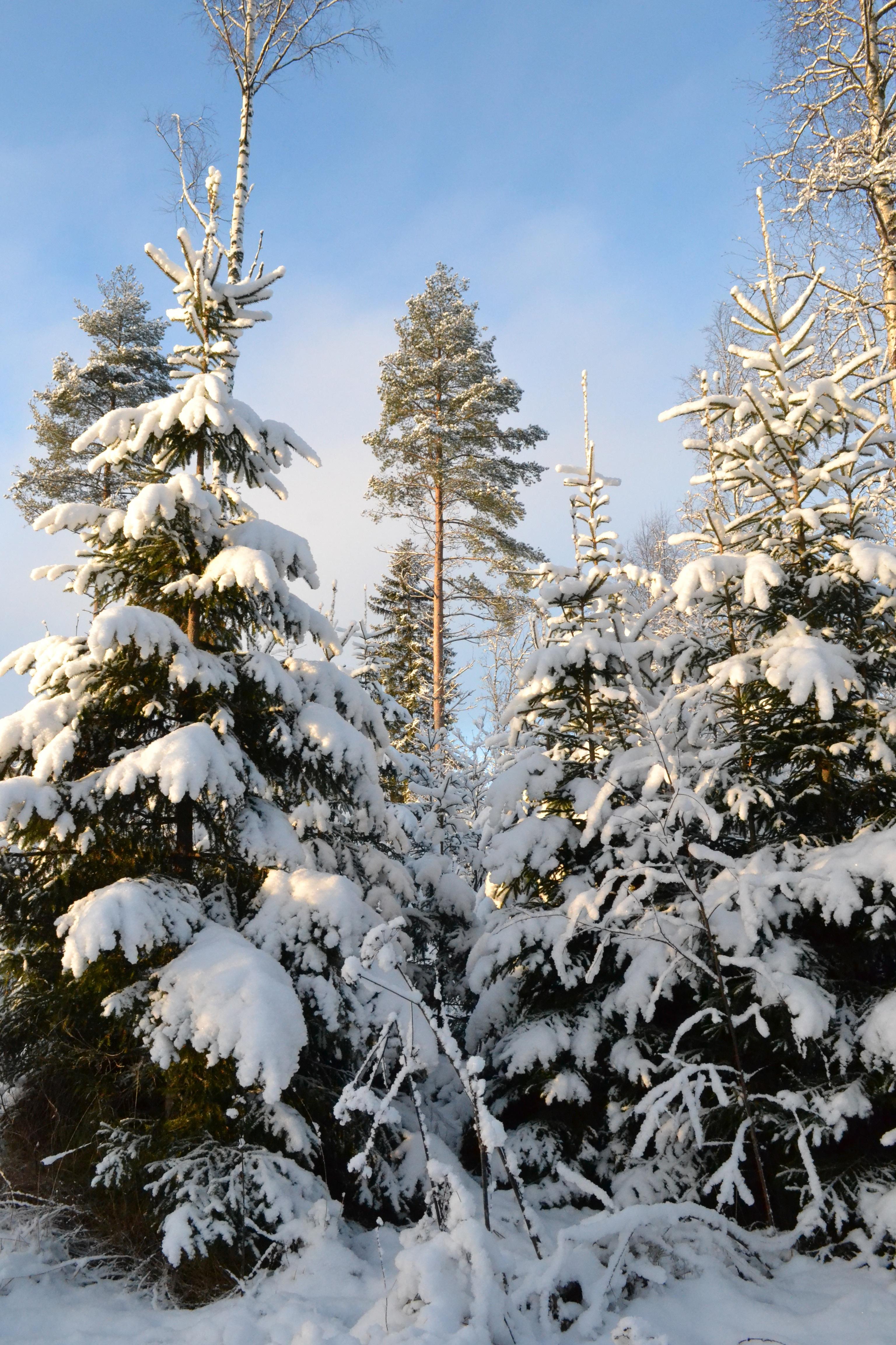 картинки : лес, филиал, снег, зима, мороз, Вечнозеленый, Погода, Пихта,  Рождественская елка, время года, Хвойное дерево, Ель, Замораживание,  Древесное растение, Наземный завод 3072x4608 - - 30517 - красивые картинки  - PxHere