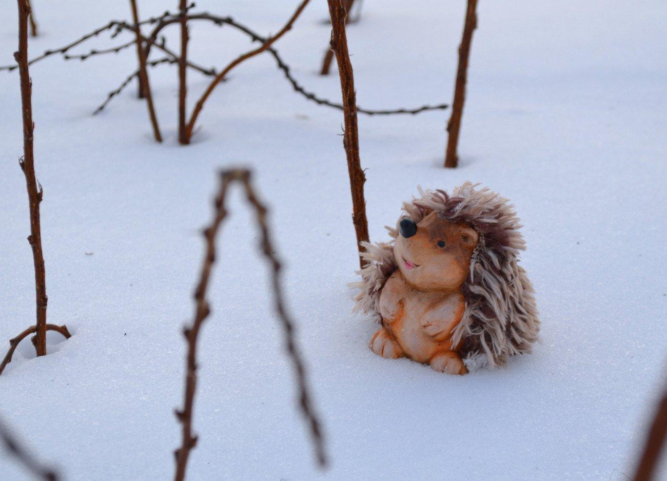 Ежик - полезный гость в саду! Как помочь ему пережить зиму? | Мудрость как  искусство | Дзен