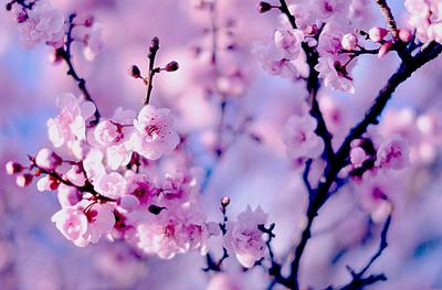Скачать картинки Весна, стоковые фото Весна в хорошем качестве |  Depositphotos