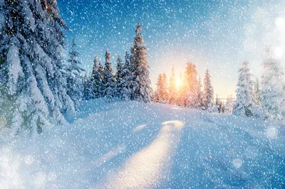 фон зима, одна рождественская елка справ...\" | Gallery | Stablecog