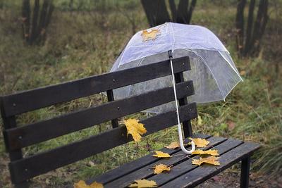 Осенний дождь в парке днем | Премиум Фото