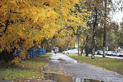 Осенний дождь в парке (9855) :: Виктор Мушкарин (thepaparazzo) – Социальная  сеть ФотоКто
