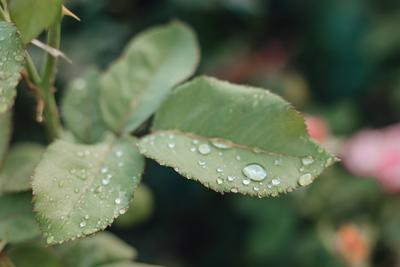 Дождь | Необычная поэзия | Дзен