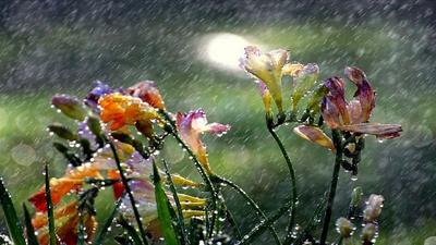 Дождь в саде лета Красивые любимые падения дождя зеленый цвет сада Стоковое  Фото - изображение насчитывающей зеленый, падения: 109894766