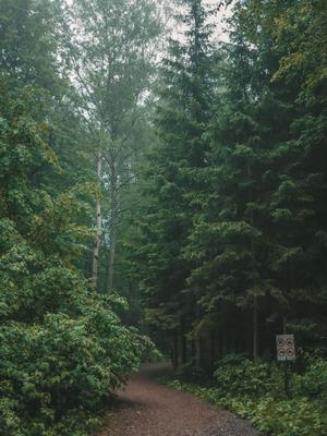 Лес лето дождь | Пейзажи, Лес, Фотография природы