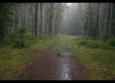 дождь в лесу -1 — Фото №202394