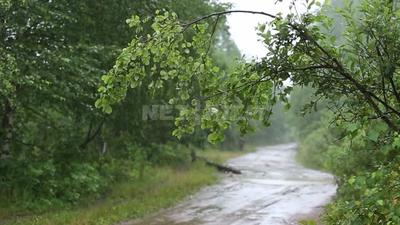 Скачать картинки Дождь в лесу, стоковые фото Дождь в лесу в хорошем  качестве | Depositphotos