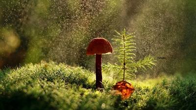 Дождь в лесу,пол ногами листья,…» — создано в Шедевруме