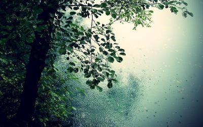 Осенний лес после дождя | Пикабу